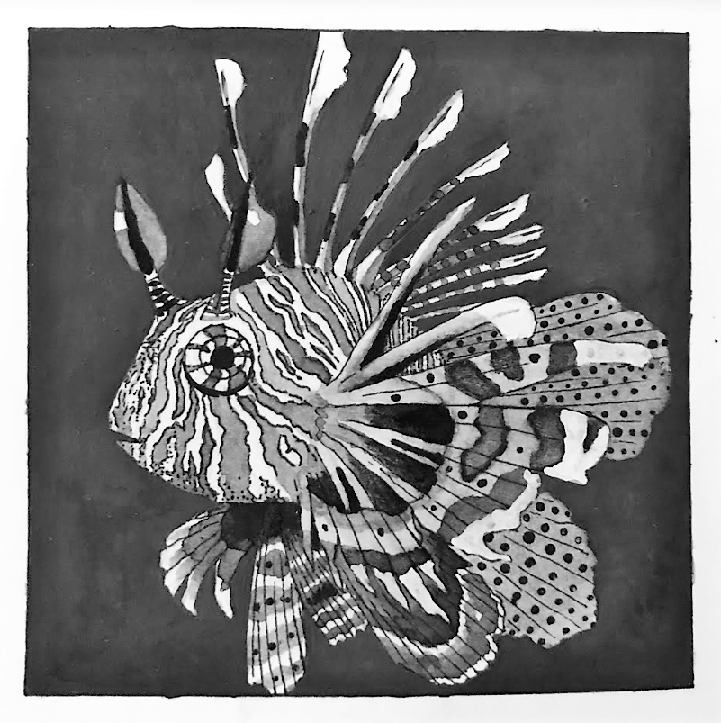 Drawing of Lionfish