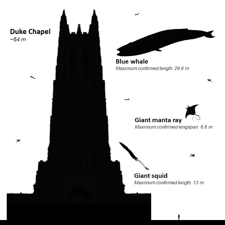 Size comparison of Duke Chapel and ocean creatures