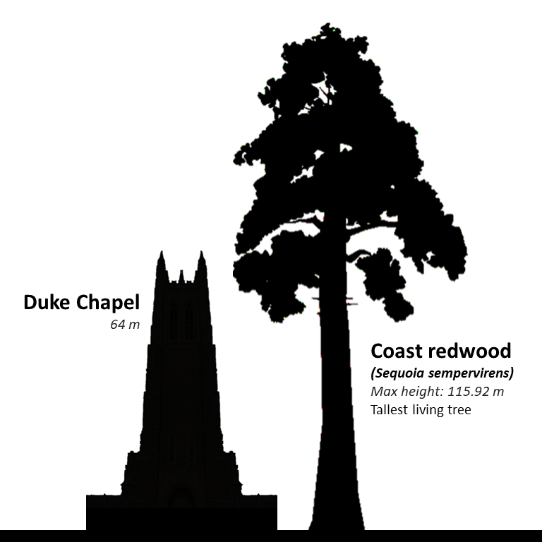 Size comparison of Duke Chapel and Coast redwood