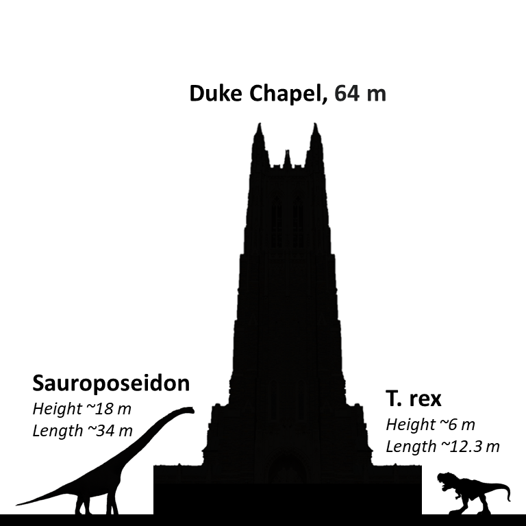 Size comparison of Duke Chapel and dinosaurs